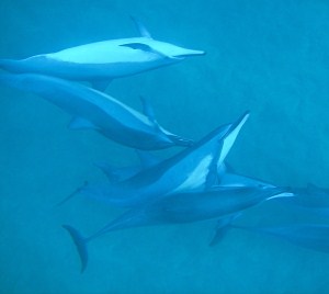 dolphin pod